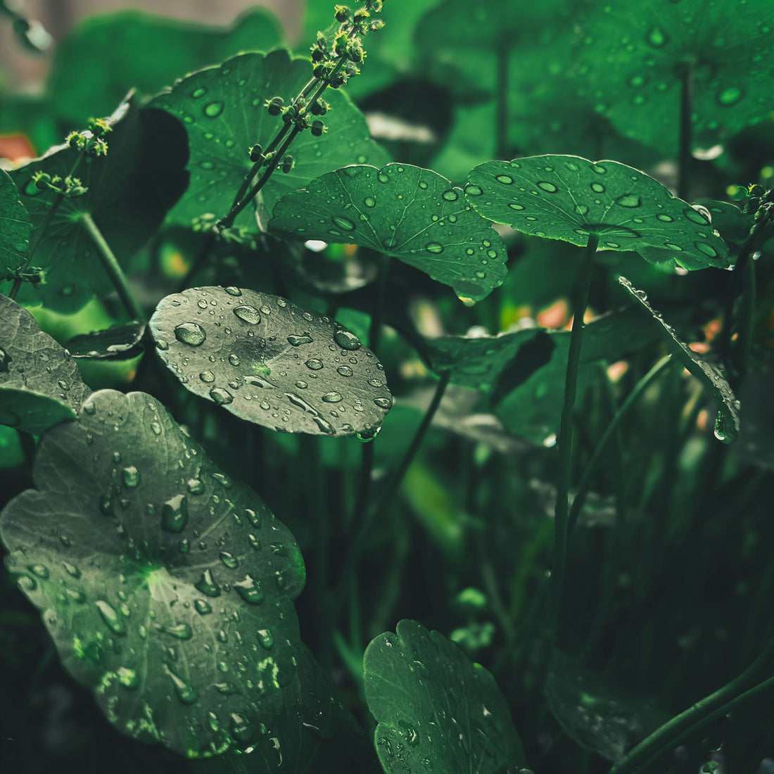 Centella Asiatica - importanță în rutina ta de skincare